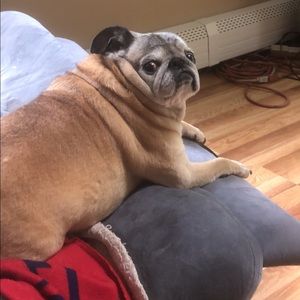 Meet your Posher, Alison